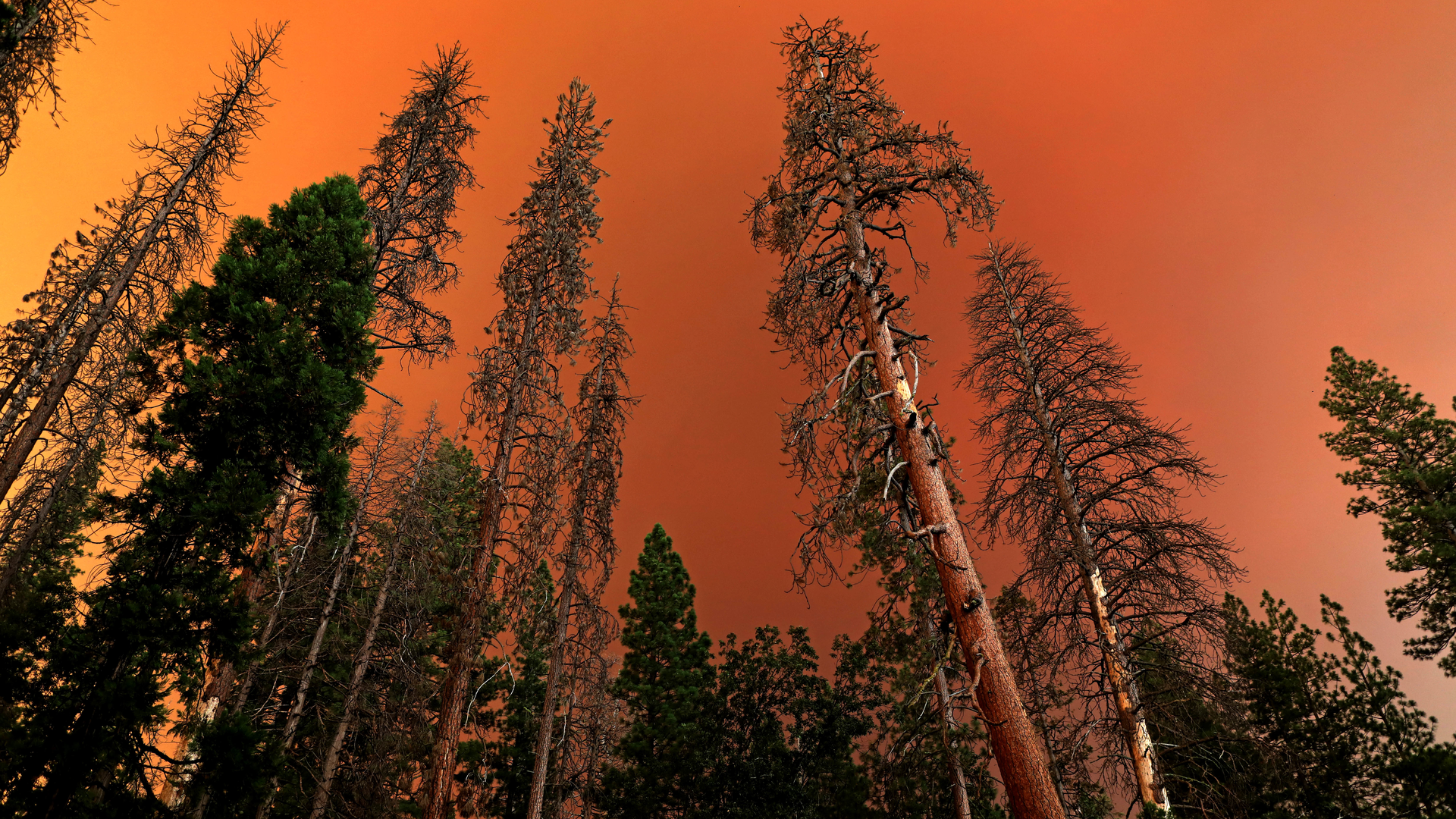 Dead and live trees and the sun behind a cloud of smoke at Yosemite National Park from the Ferguson, CA, fire, on Aug. 1.