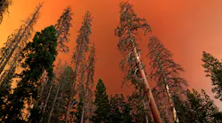 Dead and live trees and the sun behind a cloud of smoke at Yosemite National Park from the Ferguson, CA, fire, on Aug. 1.