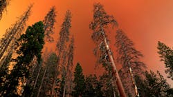 Dead and live trees and the sun behind a cloud of smoke at Yosemite National Park from the Ferguson, CA, fire, on Aug. 1.
