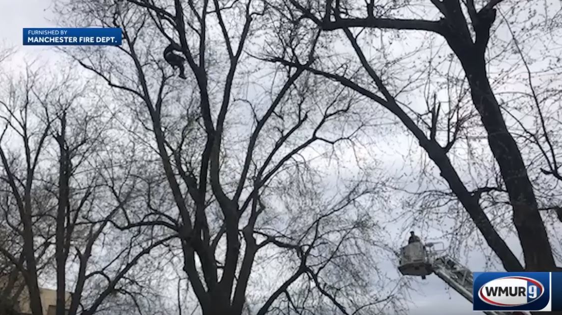 Manchester firefighters needed a 100-foot ladder to rescue a man who became stuck in a tree trying to retrieve his drone Wednesday.