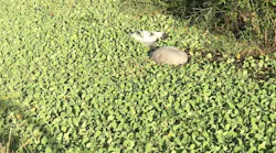 A horse was rescued after being found in a canal Thursday in Loxahatchee Groves, FL.