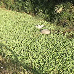 A horse was rescued after being found in a canal Thursday in Loxahatchee Groves, FL.