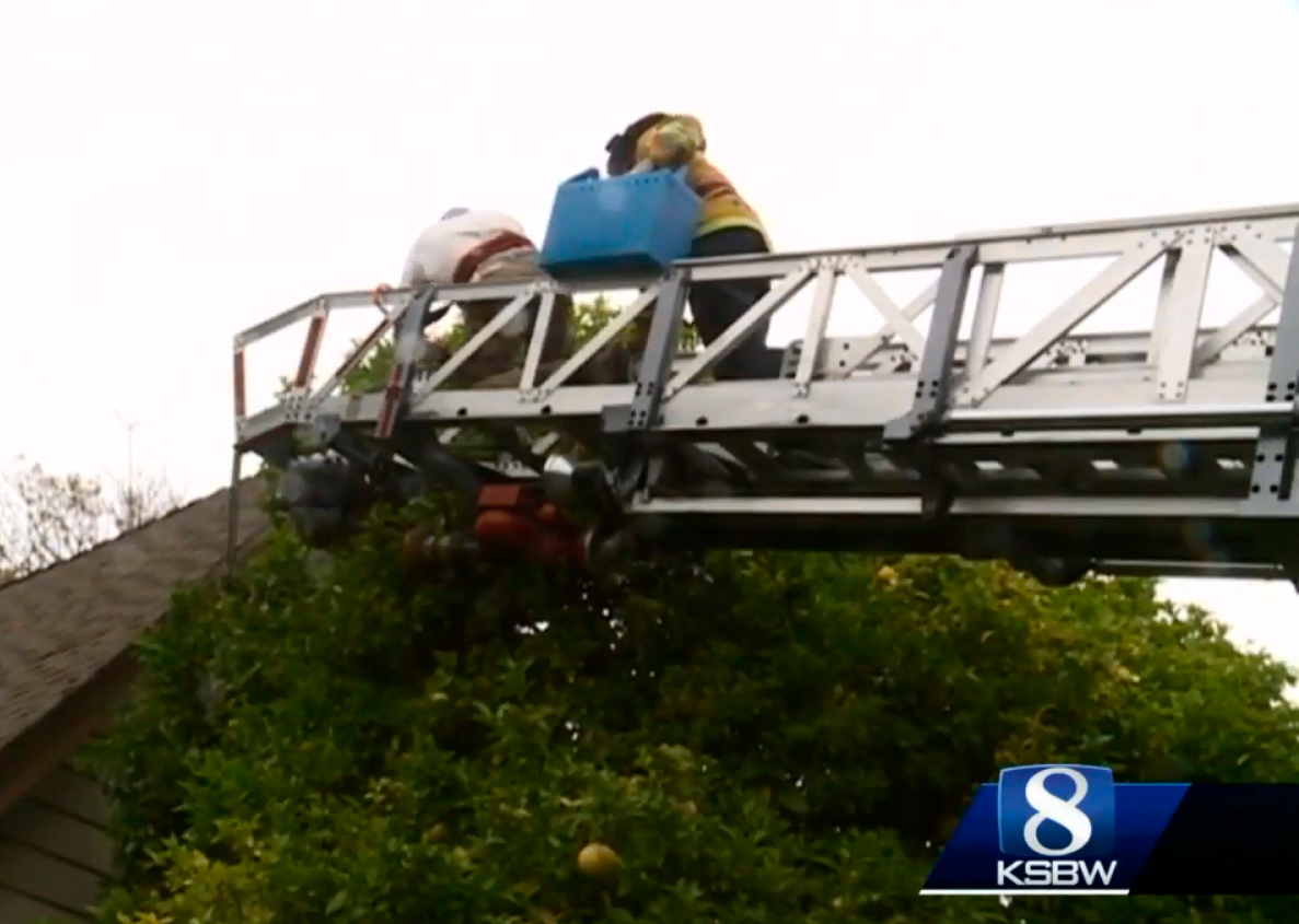 Animal Rescue 5d32900297aee