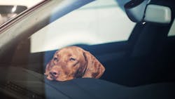 Ny Dog Car Rescue (tns; Od)