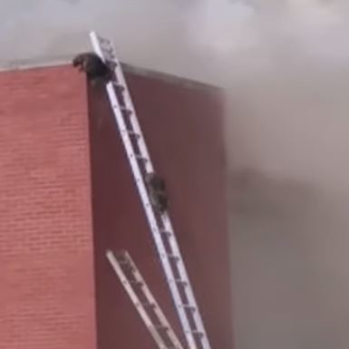 Watch South Bend IN Firefighters Use Ladders to Save Raccoons | Firehouse