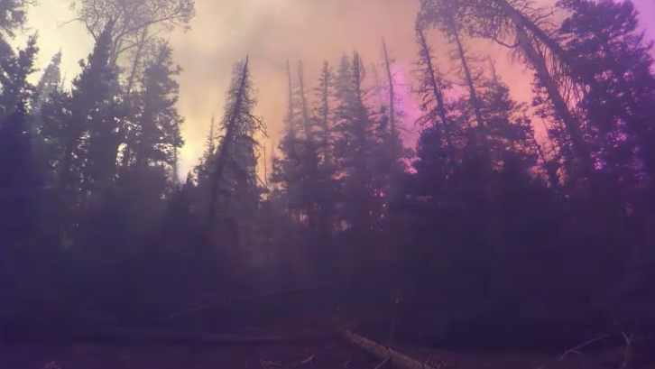 The U.S. Forest Service set fire to more than 2,000 acres of Utah's Fishlake National Forest this summer, so that scientists could study and take dramatic video footage of the blaze.