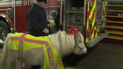 Two miniature therapy horses visited Jeffersonville, IN, firefighters Friday to help them alleviate stress.