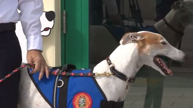 Dadedog 5dd477659f97b