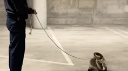 Redwood City, CA, firefighters rescued a sea lion from a parking garage Sunday.