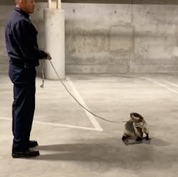 Redwood City, CA, firefighters rescued a sea lion from a parking garage Sunday. Redwood City, CA, firefighters rescued a sea lion from a parking garage Sunday.