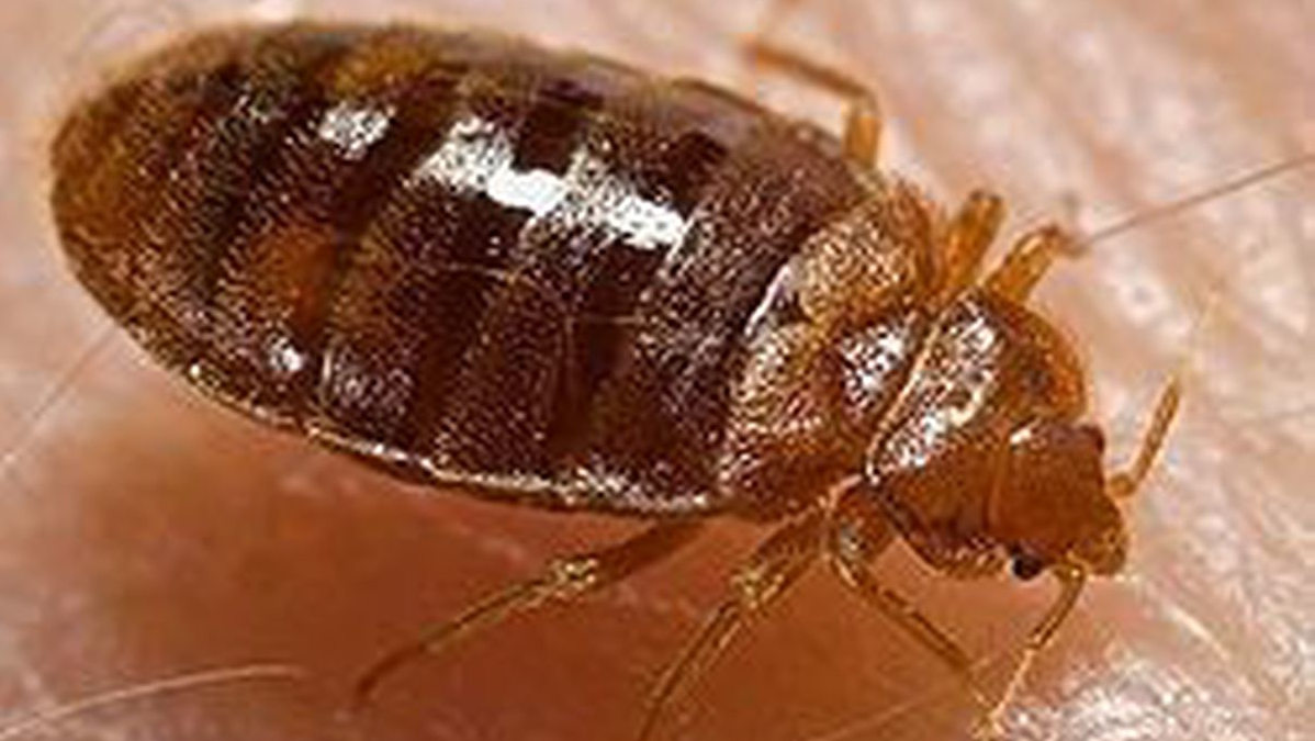 Bed Bug Tns 5e472316c6802