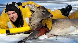 Tri-Township, MI, firefighters donned water rescue suits to save a whitetailed deer from a partially frozen body of water Sunday in St. Charles.
