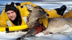 Tri-Township, MI, firefighters donned water rescue suits to save a whitetailed deer from a partially frozen body of water Sunday in St. Charles. Tri-Township, MI, firefighters donned water rescue suits to save a whitetailed deer from a partially frozen body of water Sunday in St. Charles.