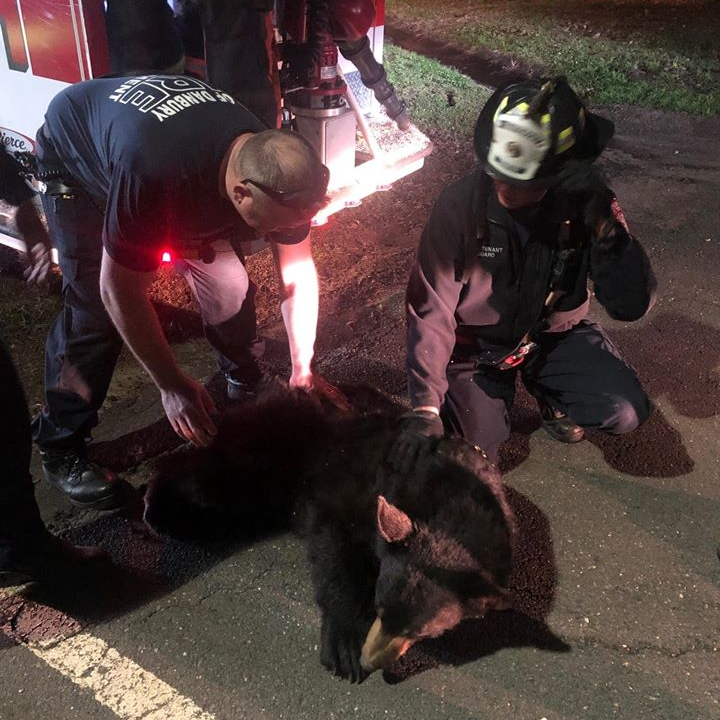 Danbury, CT, firefighters safely rescue a bear who had been stuck in a tree Monday night.