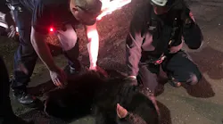Danbury, CT, firefighters safely rescue a bear who had been stuck in a tree Monday night.