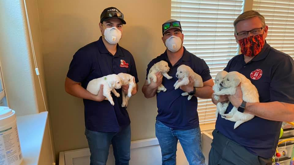 The Hanford, CA, Fire Department is partnering with California Dog Academy, which has donated two golden retriever puppies as part of a program 'to address mental health in emergency responders,' the department announced Sunday.
