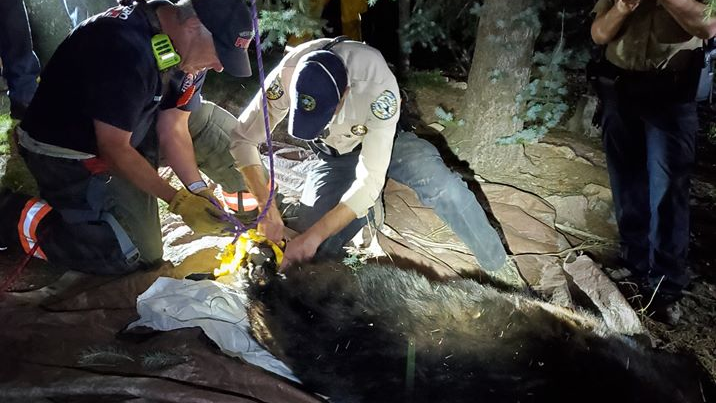 West Metro firefighters and Colorado Parks and Wildlife officers pulled down a bear that had climbed a tree in a residential neighborhood and became stuck after being tranquilized Saturday.