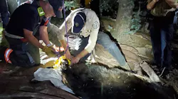 West Metro firefighters and Colorado Parks and Wildlife officers pulled down a bear that had climbed a tree in a residential neighborhood and became stuck after being tranquilized Saturday.