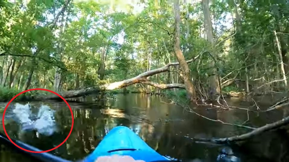 An alligator rushes at firefighter/paramedic Peter Joyce while he pilots a kayak on the Waccamaw River in North Carolina on Monday, July 12, 2020.
