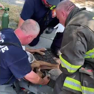 Watch DC Firefighters Revive Dog Rescued from House Blaze | Firehouse
