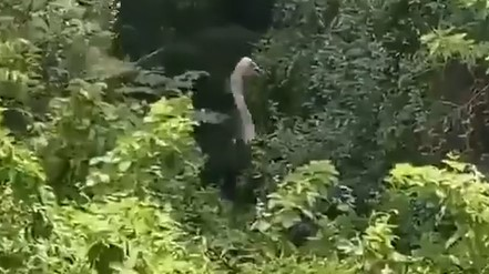 O'Fallon, IL, firefighters rescued a runaway ostrich after it fell 15 feet down a ravine Monday.