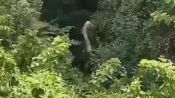 O'Fallon, IL, firefighters rescued a runaway ostrich after it fell 15 feet down a ravine Monday. O'Fallon, IL, firefighters rescued a runaway ostrich after it fell 15 feet down a ravine Monday.