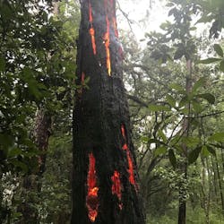 This photo shows a unique event when a tree burns inside the bark after a lightning strike. This photo shows a unique event when a tree burns inside the bark after a lightning strike.