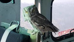 An owl hitches a ride aboard a Sky Aviation helicopter that was doing water drops over California's Creek Fire on Monday. An owl hitches a ride aboard a Sky Aviation helicopter that was doing water drops over California's Creek Fire on Monday.