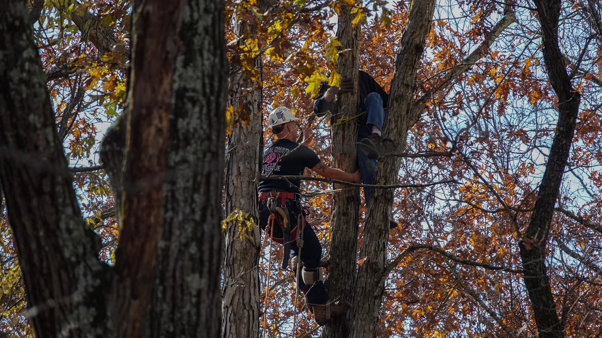 Tree In Plane 2 5fa604f8eeae9
