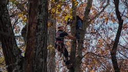 Tree In Plane 2 5fa604f8eeae9 Tree In Plane 2 5fa604f8eeae9