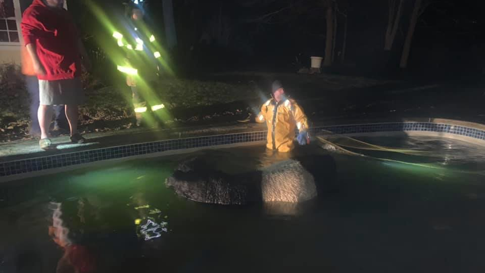 Bethlehem, CT, volunteer firefighters rescued a 1,200-pound cow that fell into an in-ground swimming pool Thursday.
