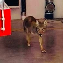 A coyote wanders through the apparatus bay of Fort Lauderdale, FL, Fire Rescue's Station 29 on Sunday.