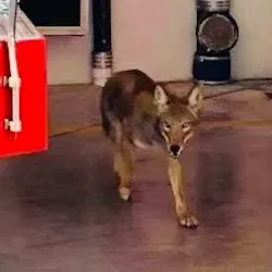 A coyote wanders through the apparatus bay of Fort Lauderdale, FL, Fire Rescue's Station 29 on Sunday.