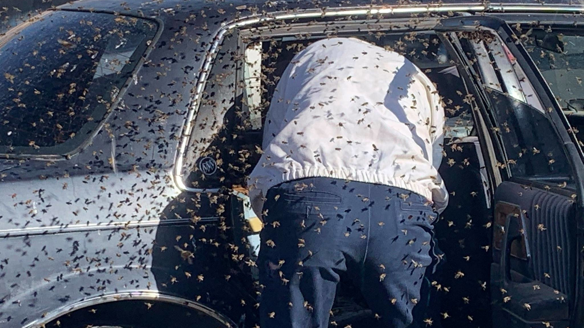 An off-duty Las Cruces, NM, and beekeeping hobbyist removed a large swarm of bees that had invaded a parked car Sunday.