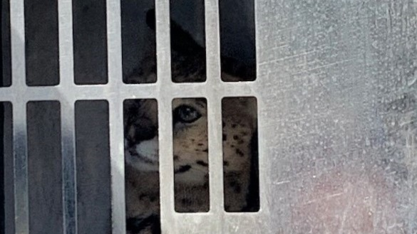 A Clark County, WA, Fire District 6 firefighter was bitten by an African serval at the scene of a fire in the Felida neighborhood, north of Vancouver, on Sunday.