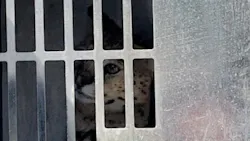 A Clark County, WA, Fire District 6 firefighter was bitten by an African serval at the scene of a fire in the Felida neighborhood, north of Vancouver, on Sunday. A Clark County, WA, Fire District 6 firefighter was bitten by an African serval at the scene of a fire in the Felida neighborhood, north of Vancouver, on Sunday.