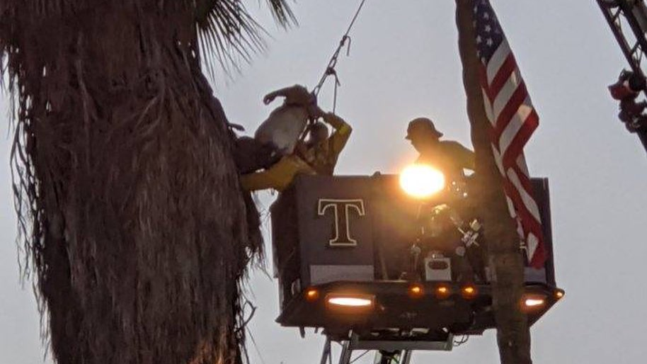CA Crews Perform Difficult Rescue of Stranded Tree Trimmer | Firehouse