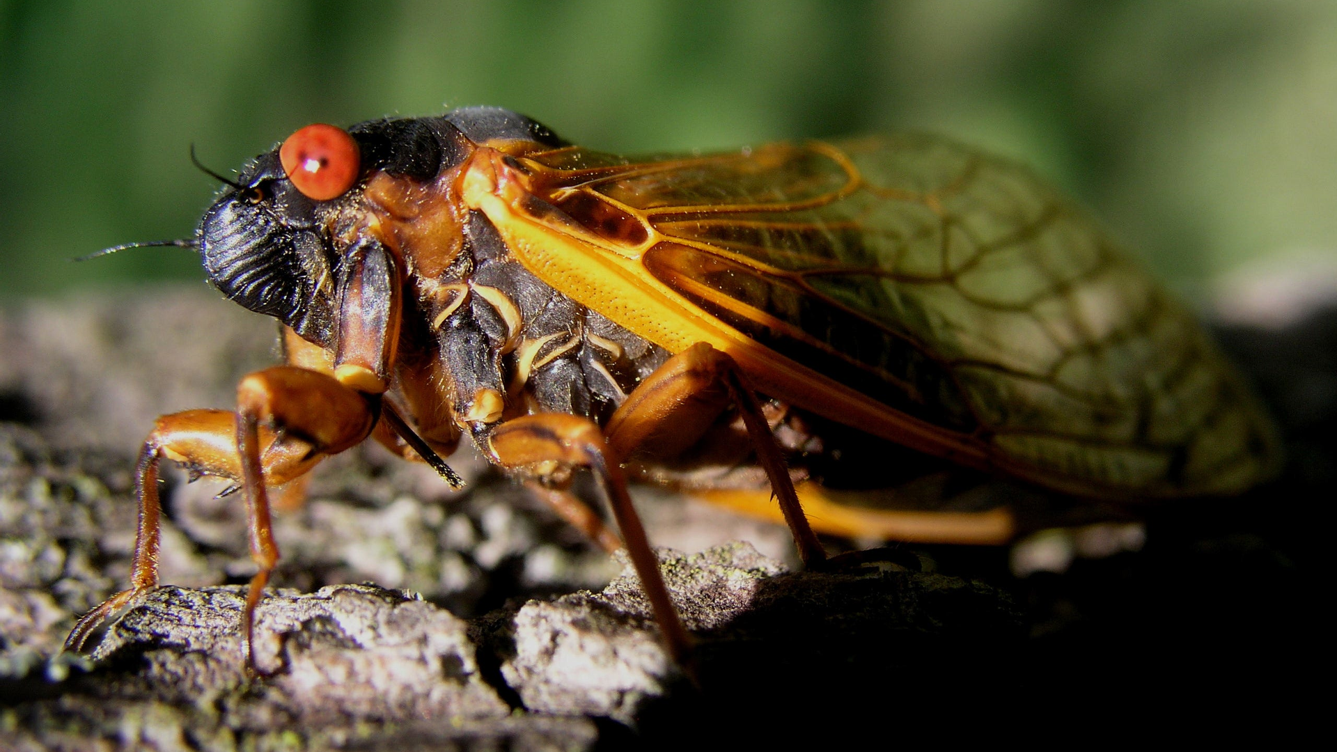 A Cicada photographed at Westwood Park Reservoir in Henry County, IN.