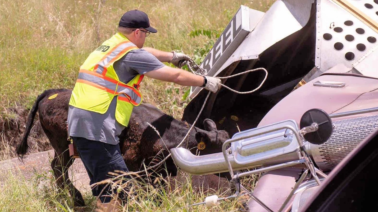 Fort Worth, TX, firefighters rescued 20 cows following a trailer crash Sunday.