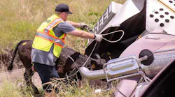 Fort Worth, TX, firefighters rescued 20 cows following a trailer crash Sunday.