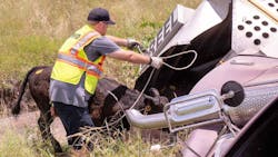 Fort Worth, TX, firefighters rescued 20 cows following a trailer crash Sunday. Fort Worth, TX, firefighters rescued 20 cows following a trailer crash Sunday.