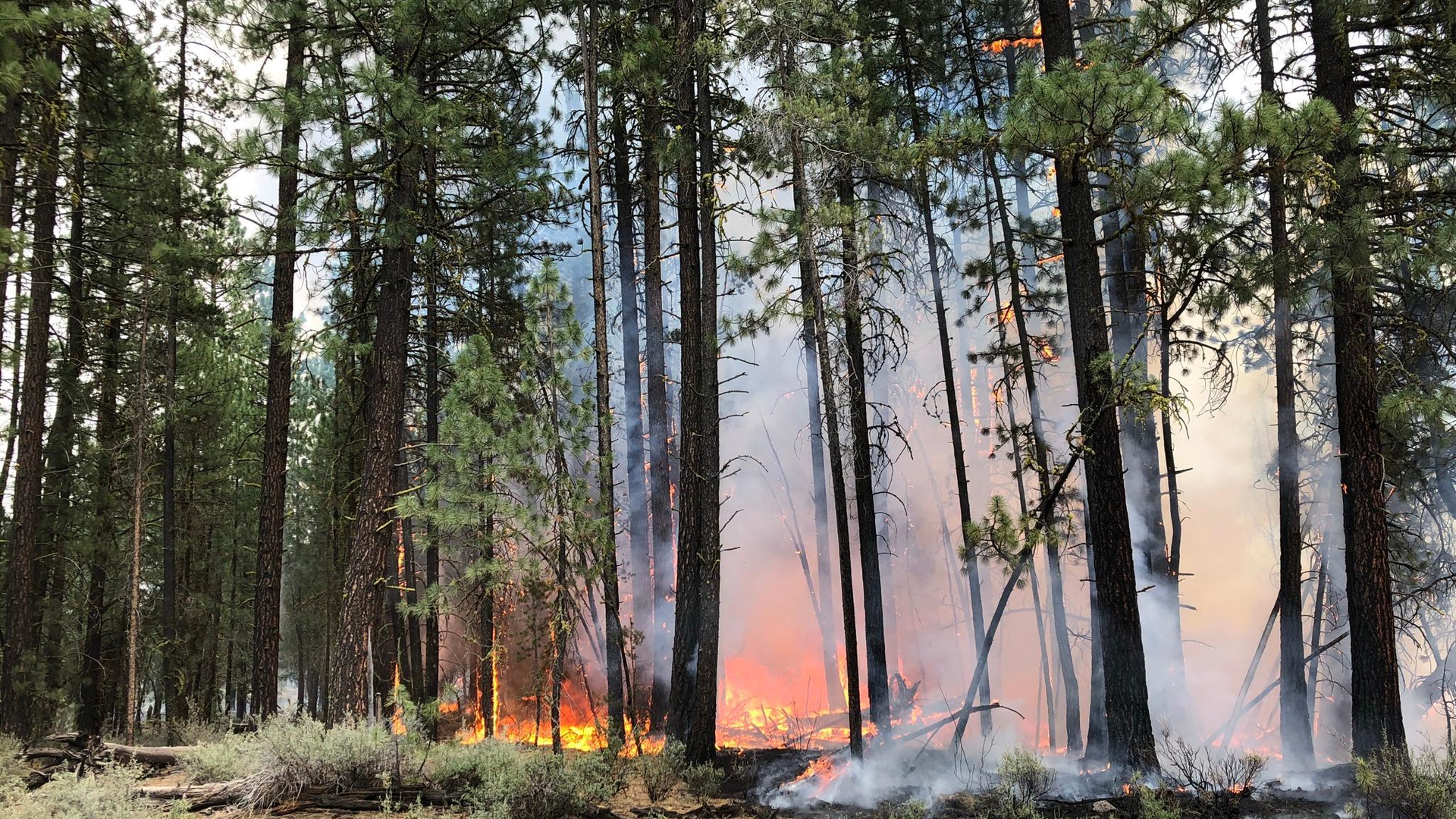 A firefighter became briefly separated from his unit Sunday while working to contain spot fires on the eastern edge of the Bootleg Fire in Oregon.