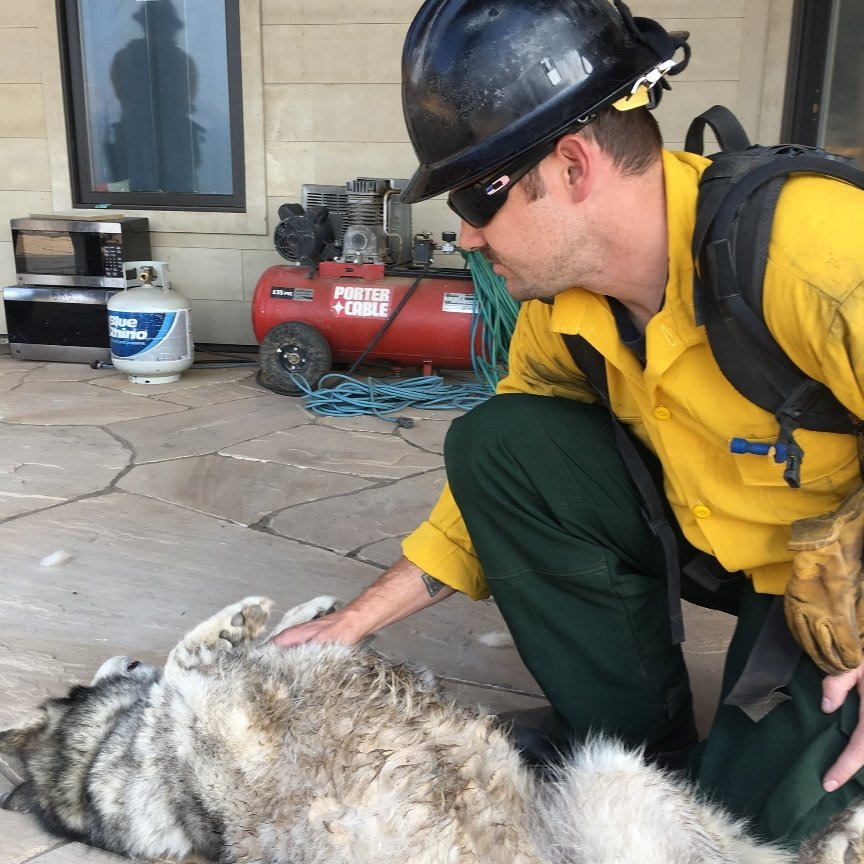 Denver firefighter Patrick Mahan plays with a dog that was found in the burn area while crews were battling the Lake Christine Fire in July 2018.