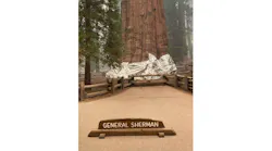 General Sherman, the world's tallest tree, is covered in aluminized wrap at its base as flames from the KNP Complex fires in Sequoia National Park approach the famed Giant Forest area on Sept. 16, 2021.