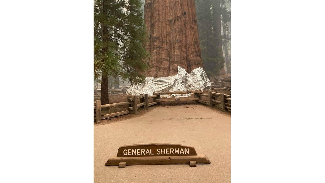 Sherman 61488a1442695