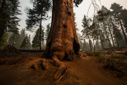 Roots jut out from a giant sequoia in Stump Grove, where smoke from the KNP Complex fire fills the air on Sept. 17 in Kings Canyon National Park, California.