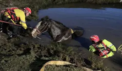 Firefighters work to free a horse stuck in a river.