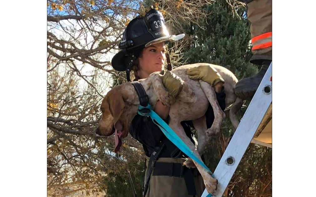 Firefighters carry a canine down a ground ladder after it got stuck in a tree and then made its way to a roof in Fort Carson, CO, on Nov. 23, 2021.