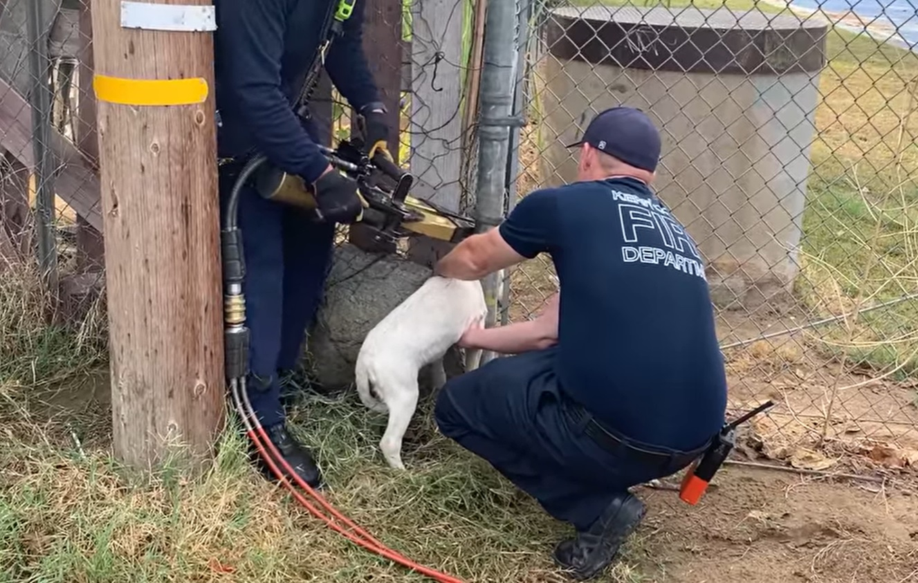 Firefighter use a rescue tool to extricate a puppy stuck in a fence