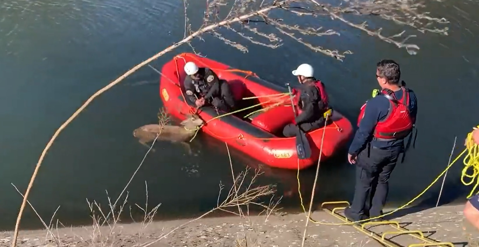 Sacramento Metro Firefighters bring struggling deer ashore after its rescue from a canal.